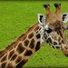 just another beautiful giraffe by quietpurplehaze