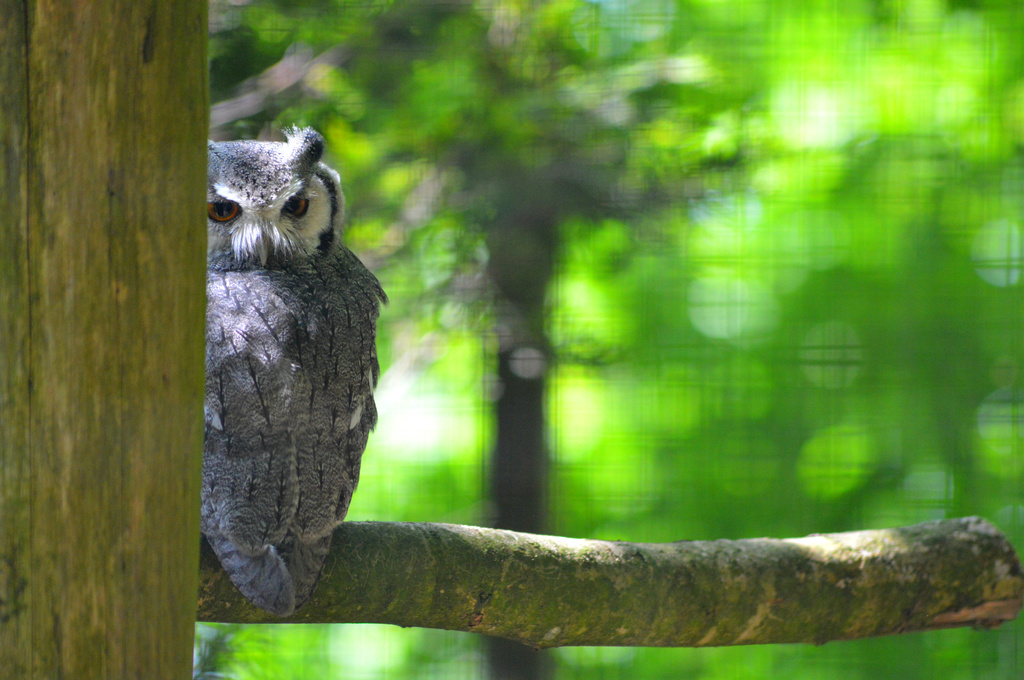 Northern White-Faced Owl. by darrenboyj