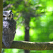 Northern White-Faced Owl. by darrenboyj