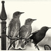 21st May 2014 - Sepia Starlings by pamknowler
