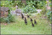 21st May 2014 - Taking the ducklings to water