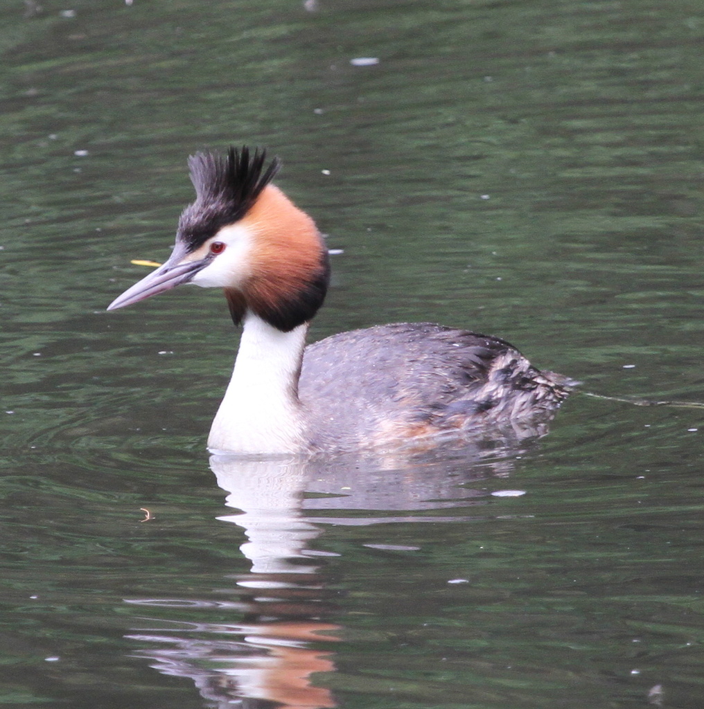 Great Crested Grebe-Hatfield House by padlock