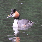 21st May 2014 - Great Crested Grebe-Hatfield House