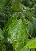20th May 2014 - Galls on leaves