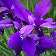 20th May 2014 - Siberian Irises