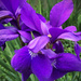 Siberian Irises by yogiw