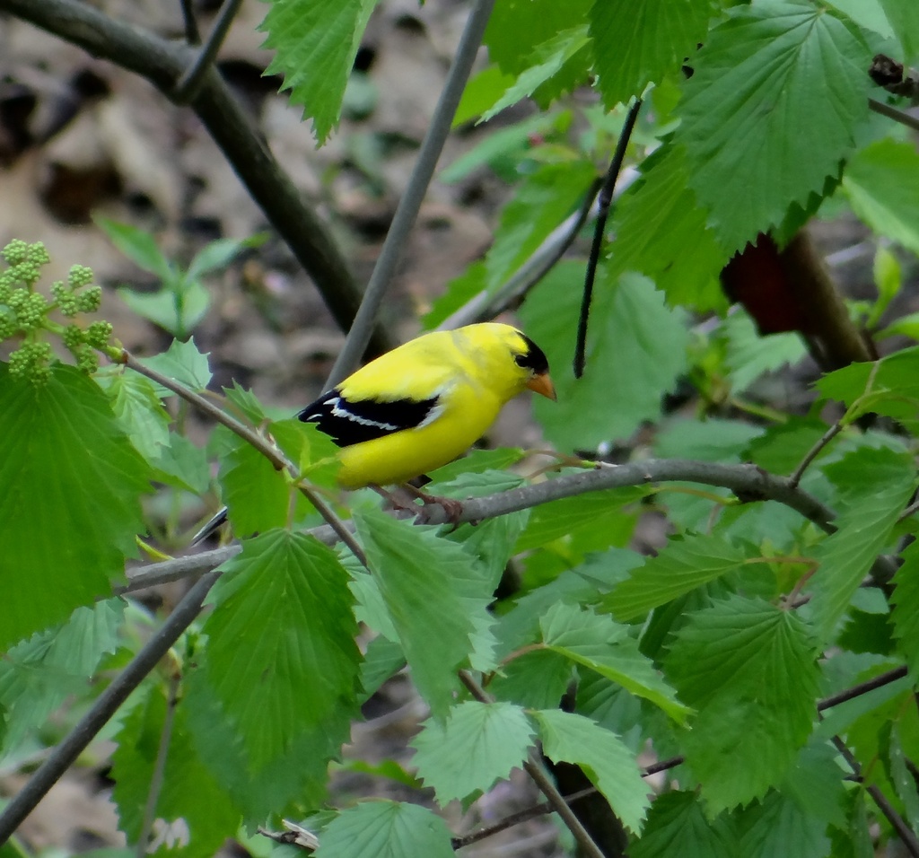 American Goldfinch in the woods by annepann