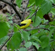 21st May 2014 - American Goldfinch in the woods