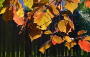 21st May 2014 - Autumn colours in spring sunshine