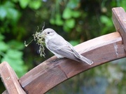 20th May 2014 -  Spotted Flycatcher