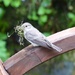  Spotted Flycatcher by susiemc