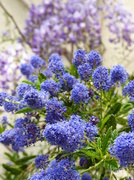 21st May 2014 - Ceanothus and Blurry Wisteria