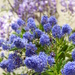 Ceanothus and Blurry Wisteria by susiemc