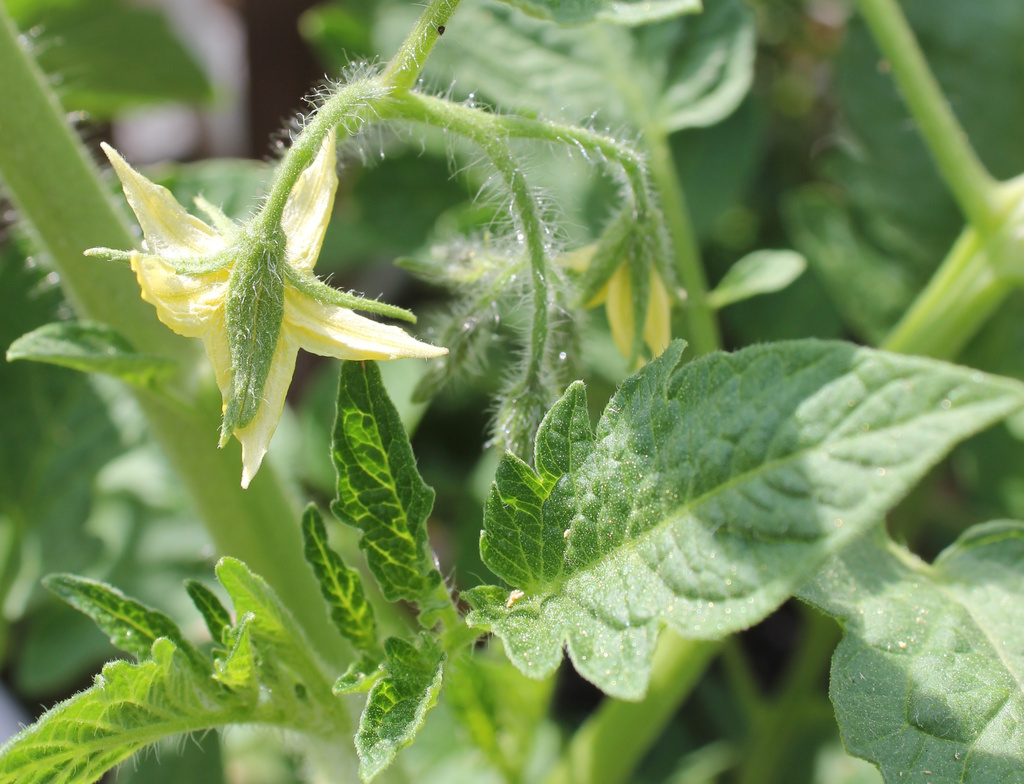 tomato buds by randystreat