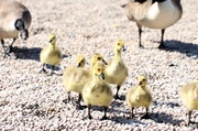 1st Apr 2010 - Goslings...excited for breakfast..