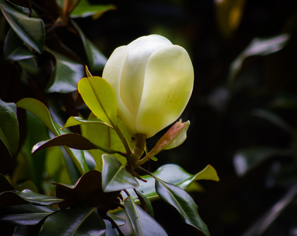 Magnolia Light by darylo