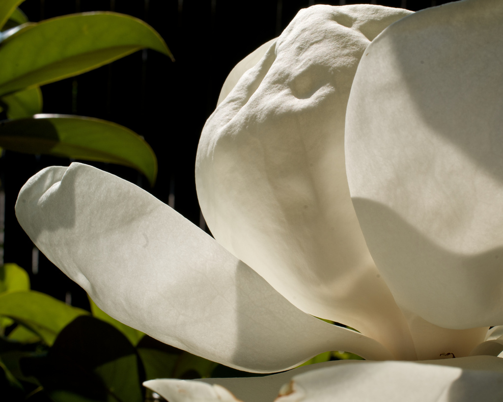 Magnolia by eudora