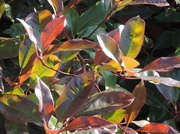 21st May 2014 - colourful leaves