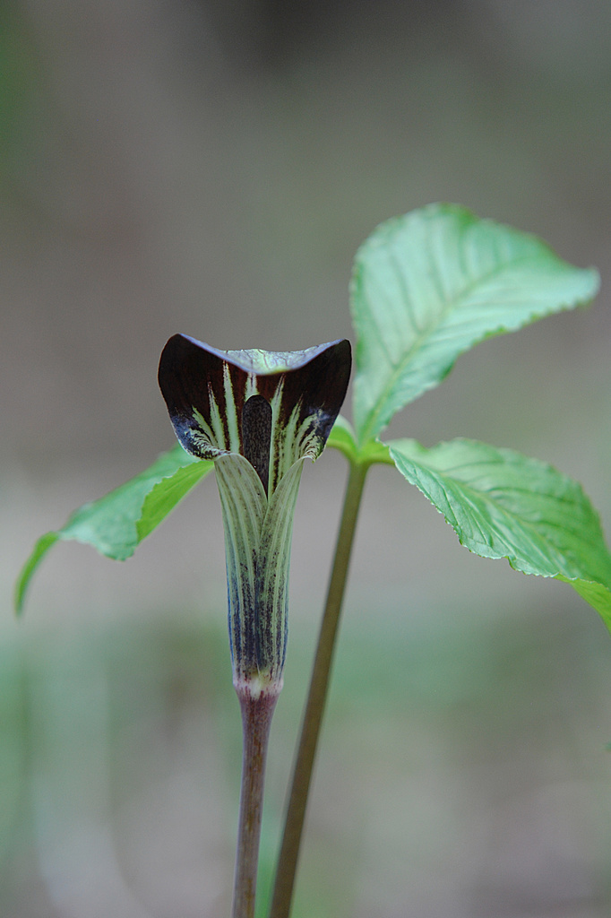 Jack-in-the-pulpit! by fayefaye