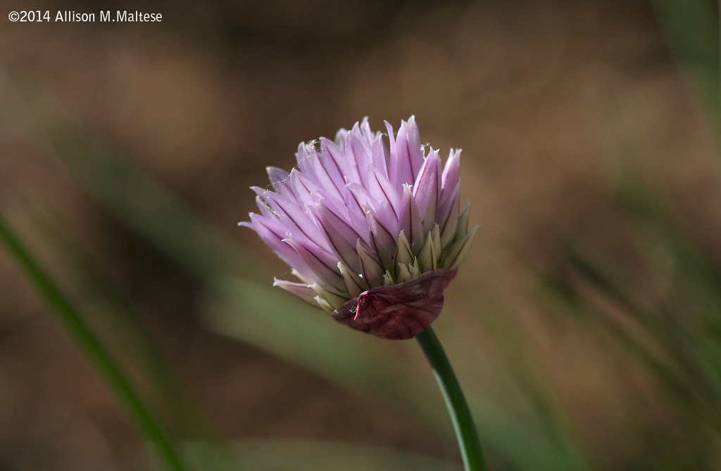 Chive Blossom by falcon11