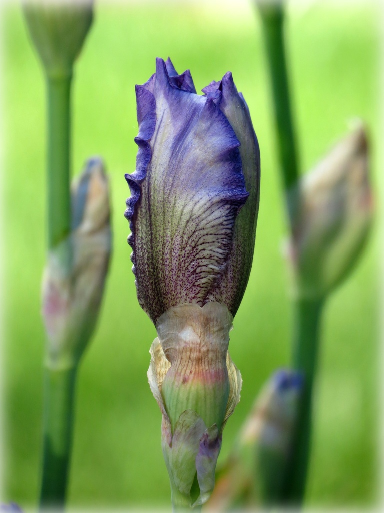 Iris, Iris, Iris by juliedduncan