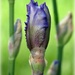 Iris, Iris, Iris by juliedduncan