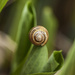 Snail on Hosta_ by gardencat