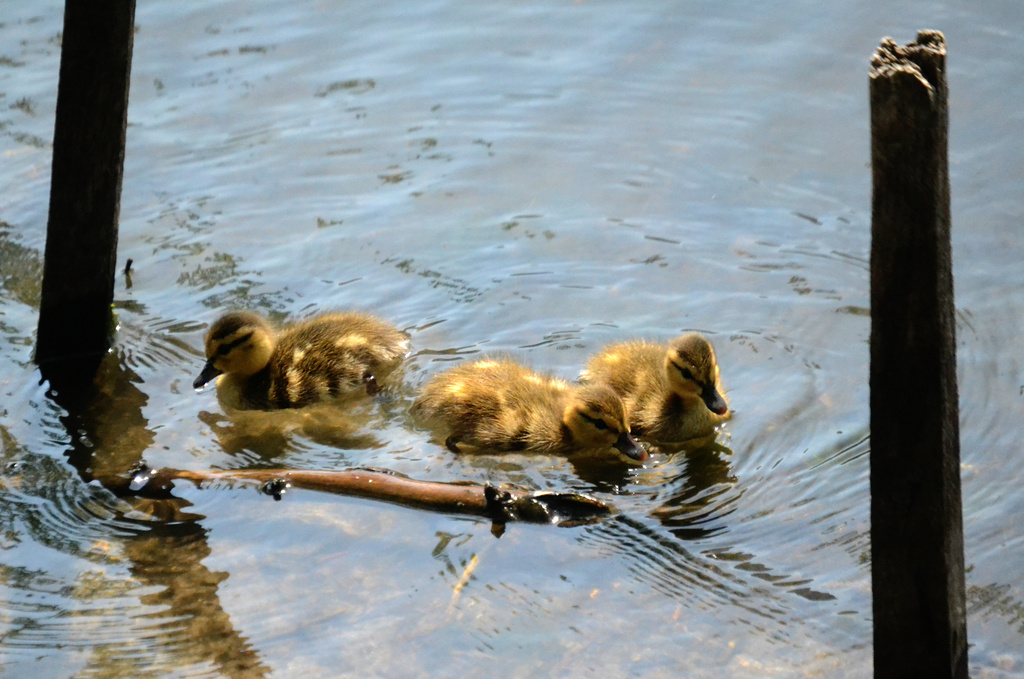 city ducklings by francoise
