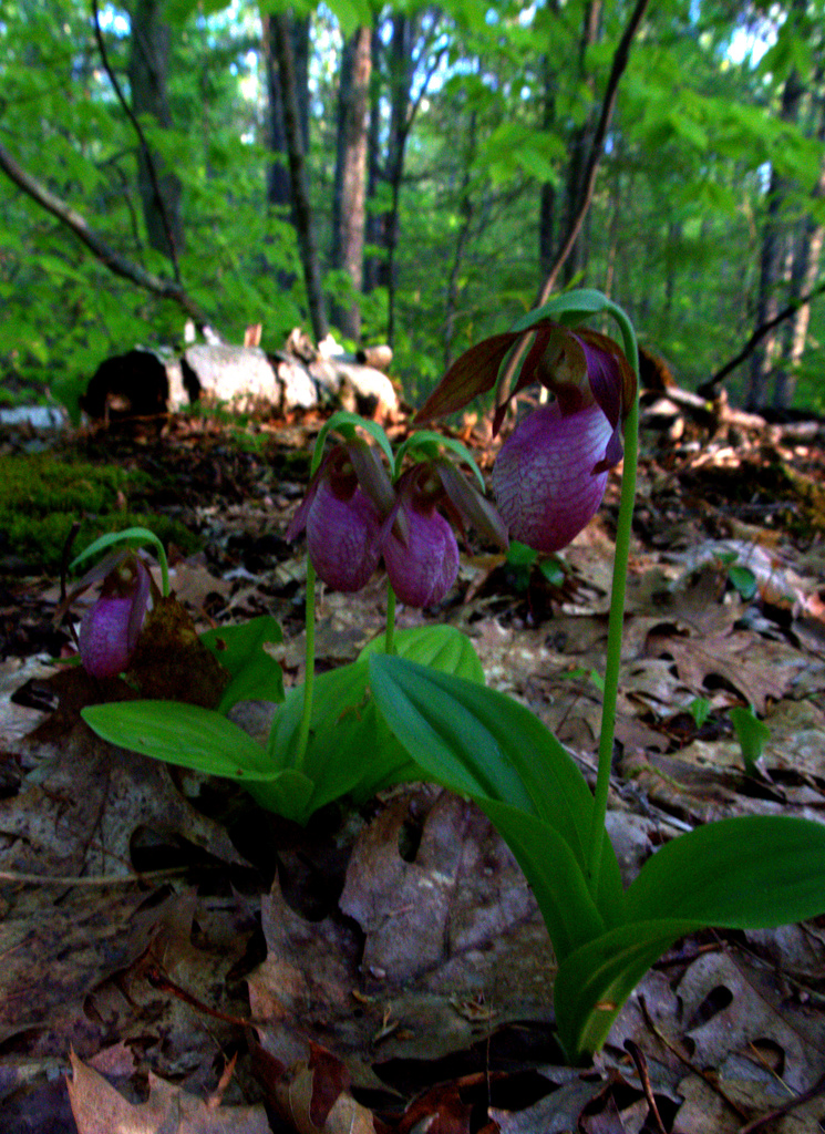 Lady Slippers Too by kevin365