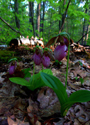 19th May 2014 - Lady Slippers Too