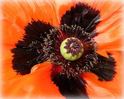 22nd May 2014 - up close with a poppy..