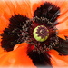 up close with a poppy.. by quietpurplehaze