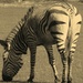 up close with a zebra.......... by quietpurplehaze