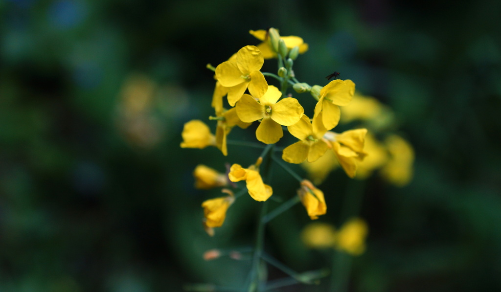 YELLOW OILSEED  by markp