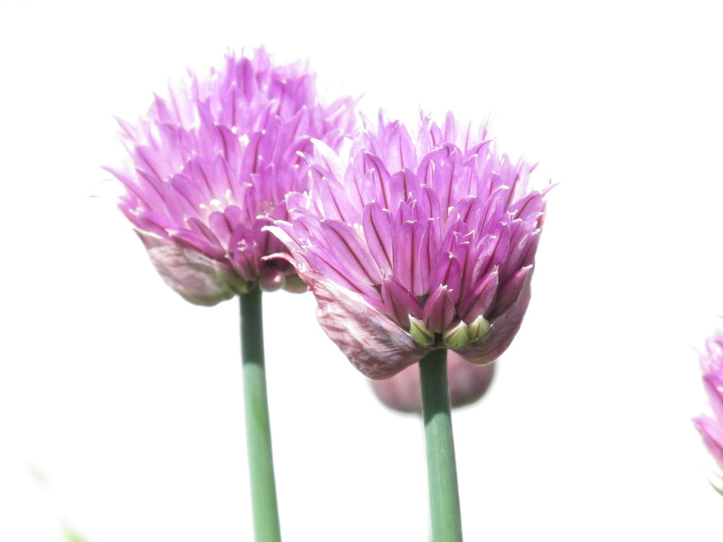 Chives by motherjane
