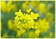 22nd May 2014 - Rapeseed Flower