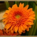 Gerbera flower by gosia