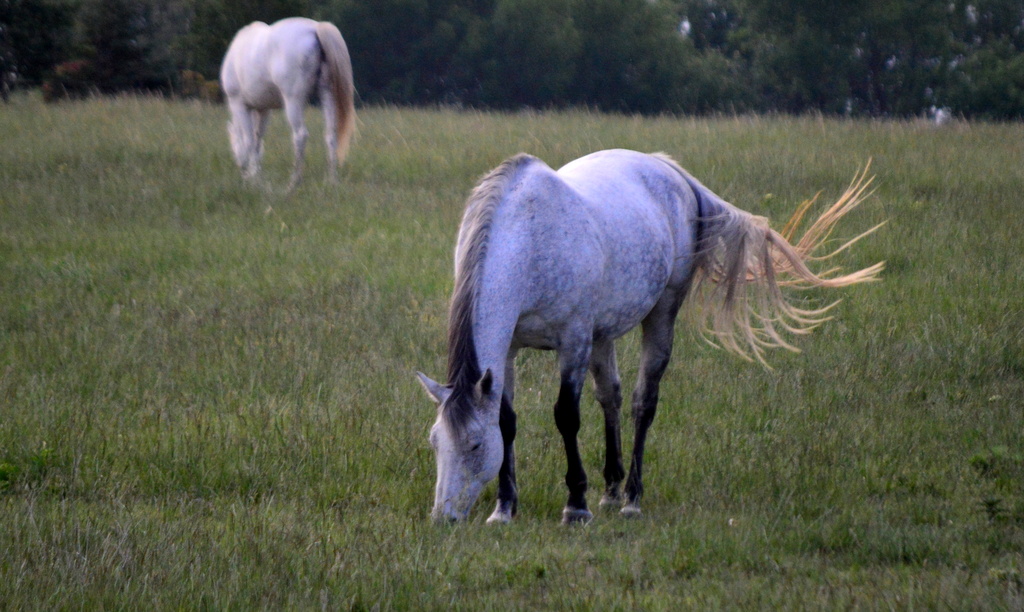 I Whip My Tail Back and Forth! by kareenking