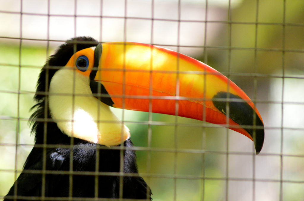 Colourful Toucan! by darrenboyj