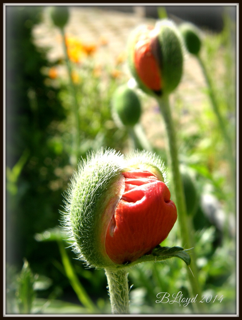 Poppy buds  by beryl
