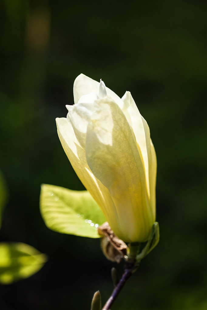 Yellow Magnolia by gardencat