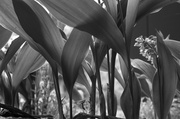 22nd May 2014 - Lilies of the Valley in B&W