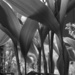 Lilies of the Valley in B&W by mittens