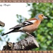 Male Chaffinch. by ladymagpie