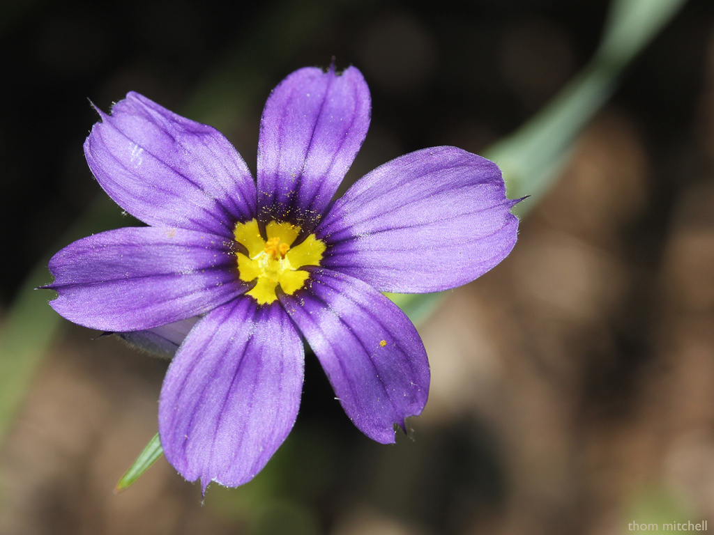Blue-eyed grass at home by rhoing