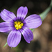 Blue-eyed grass at home by rhoing