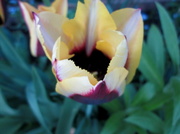 22nd May 2014 - One of our tulips