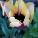 One of our tulips by bruni