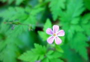 22nd May 2014 - The little pink flower