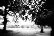 22nd May 2014 - Lensbaby trees